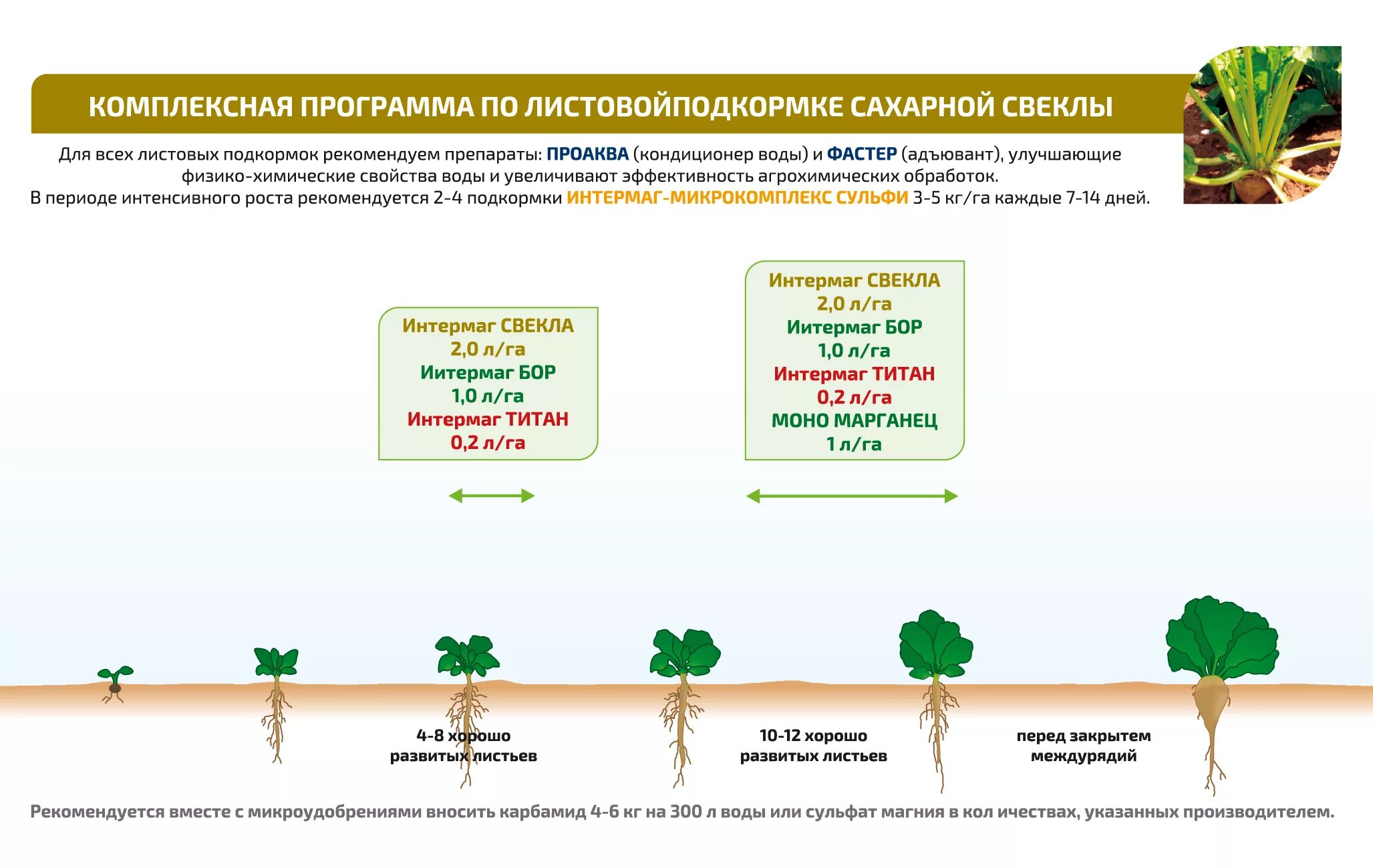 Сколько килограммов сахарной свеклы. Фазы развития сахарной свеклы схема. Условия произрастания сахарной свеклы таблица. Схема посева сахарной свеклы. Особенности сахарной свеклы таблица.