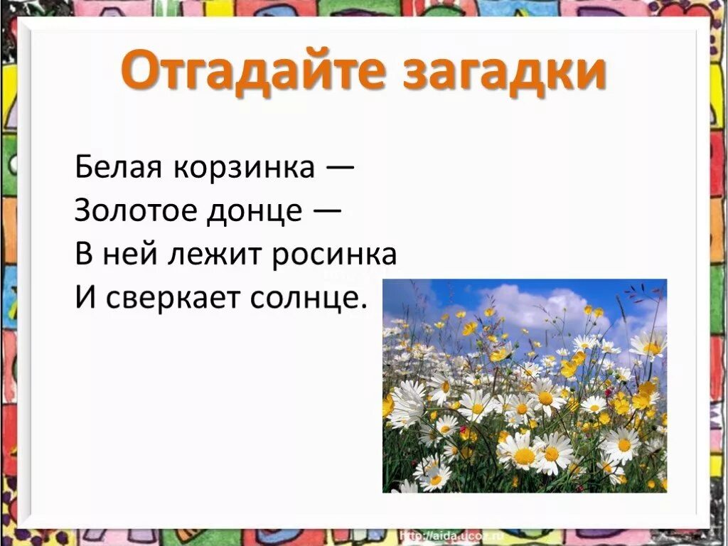 Загадка белая корзинка золотое солнце. Загадку белая корзинка золотое Донце в ней лежит Росинка. Загадка белая корзинка золотое Донце. Загадка л. Ульяницкая. Загадки про полевые цветы.