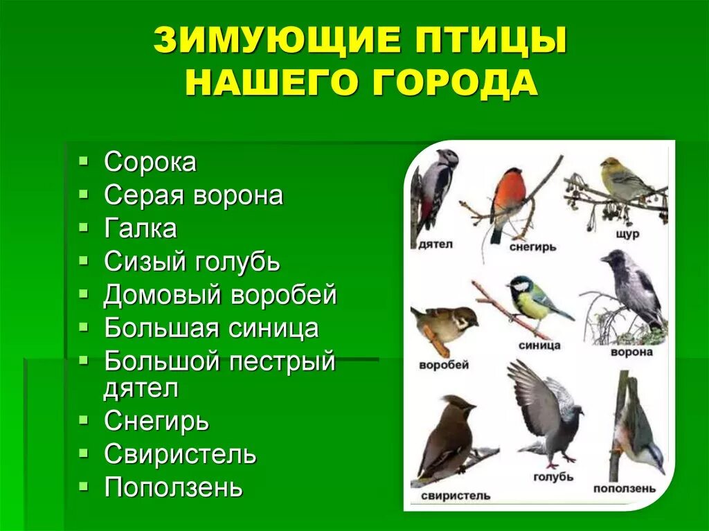 Птичья столовая в детском саду. Проект покормите птиц зимой 2 класс. Проект город птиц. Проект птицы нашего края. Птичья столовая в доу зимой.