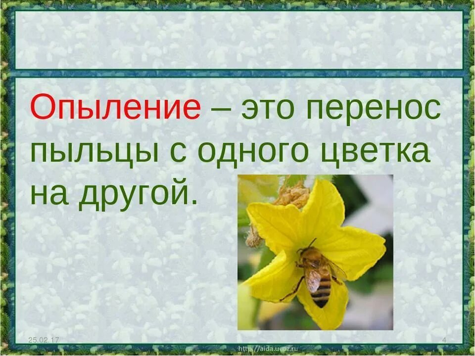 Способ опыления пыльца. Опыление. Опы. Опыление растений 3 класс. Опыление растений 3 класс окружающий мир.