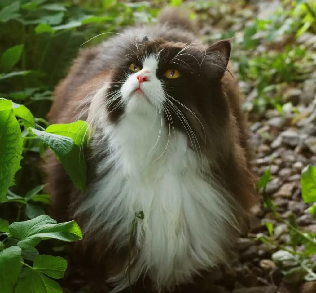 Лесная кошка купить. Норвежская ночная кошка. Норвежская Лесная ошка. Норвежская лесна кощка.