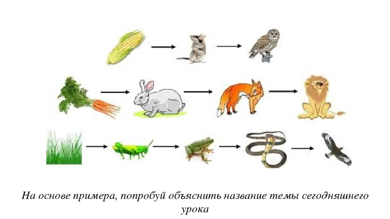 Хищные роль в природе и жизни человека. Цепи питания цепи выедания и разложения.