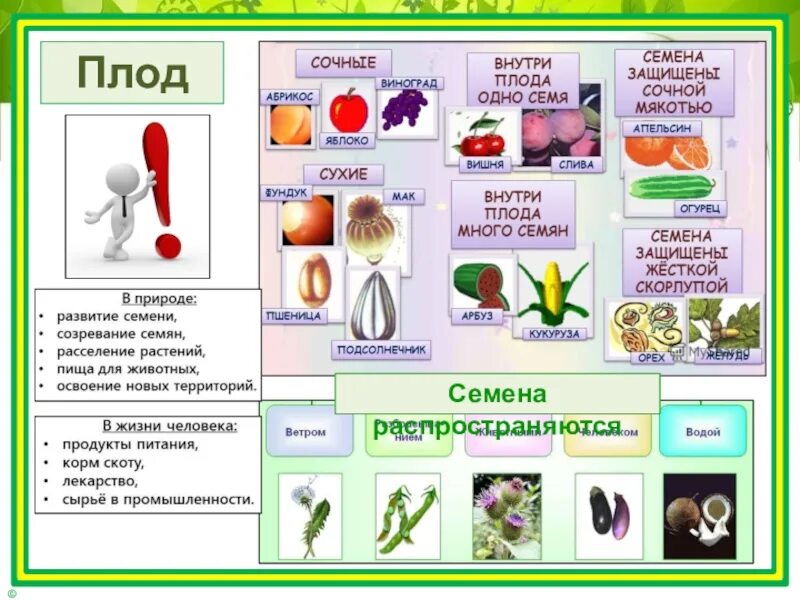 Значения плодов и семян в природе. Окружающий мир живые существа. Презентация плод и семя. Плоды и семена таблица. Растения живые существа.