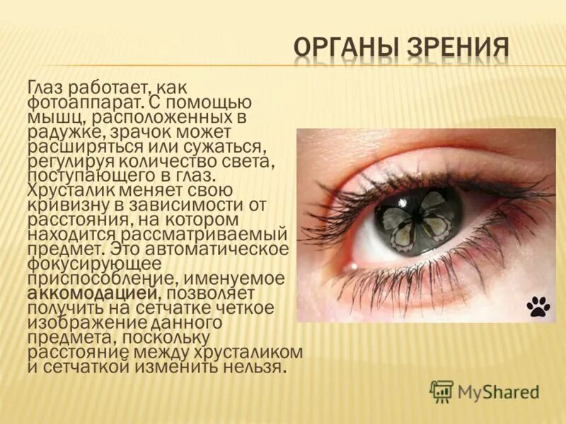 Регулирует количество света проходящего в глаз. Доклад про глаза. Глаза орган зрения. Сообщение на тему орган зрения. Доклад про зрение.
