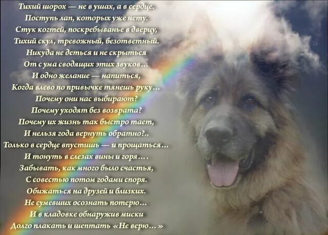 Стихи о собаке ушедшей на радугу. Стихи про погибших собак. Стихи о собаке ушедшей. Стихи посвященные собаке. Стих про собаку.