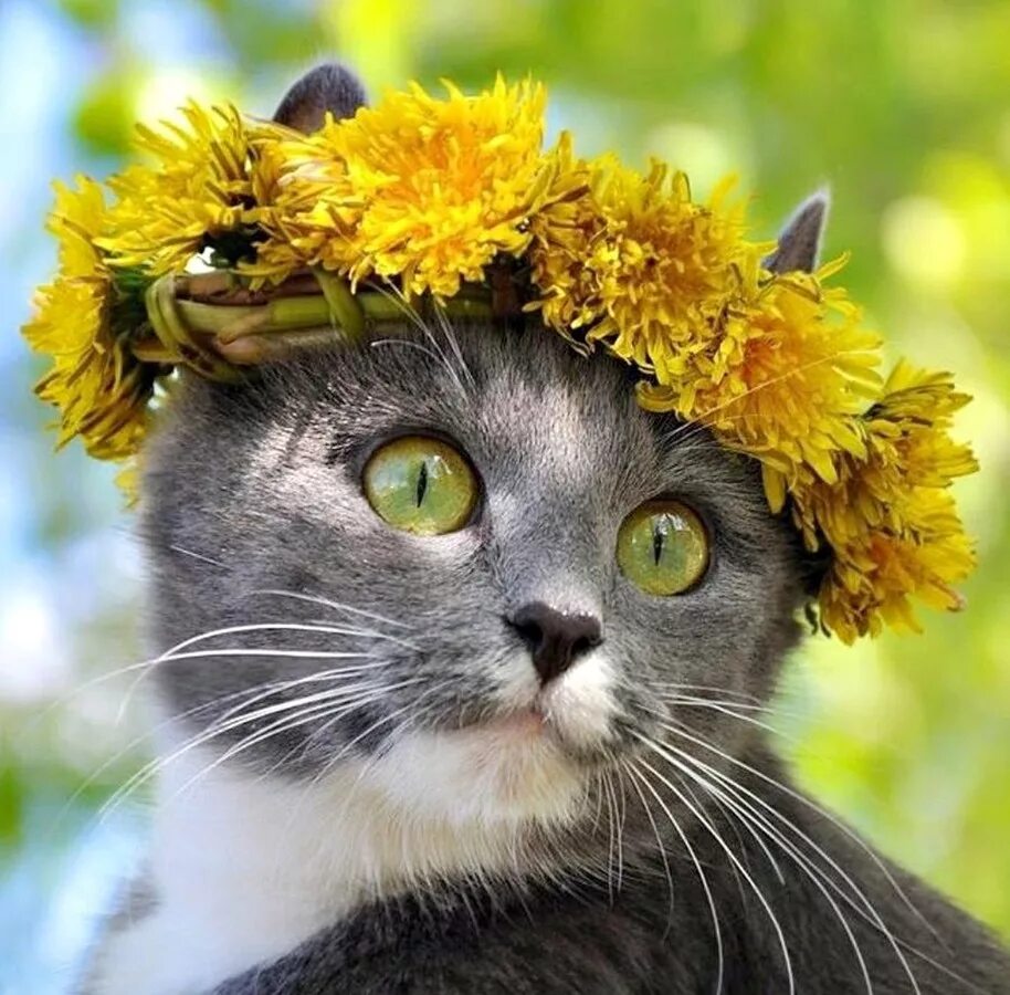 Хорошая веселая. Кошка в венке. Кошка в венке из цветов. Кот в венке из одуванчиков. Кошка с венком на голове.