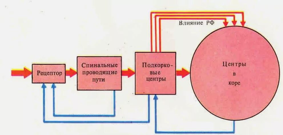 Меченая линия физиология. Принцип меченой линии. Принцип меченой линии схема. Принцип меченой линии физиология схема.