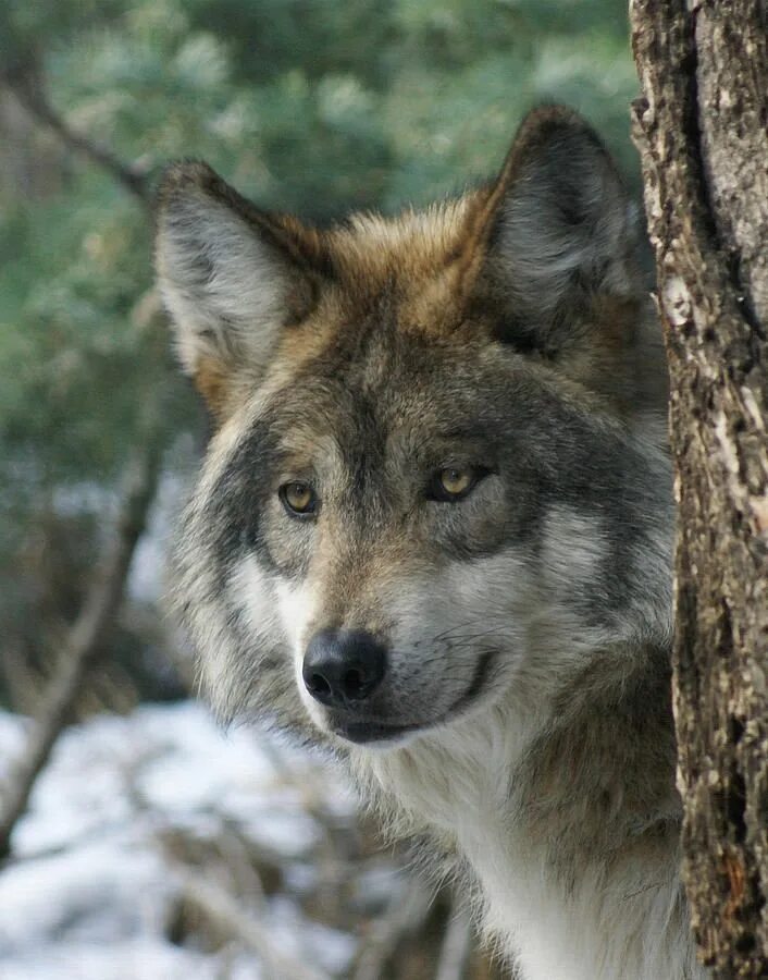 Wolf hunting trips - BookYourHunt.com
