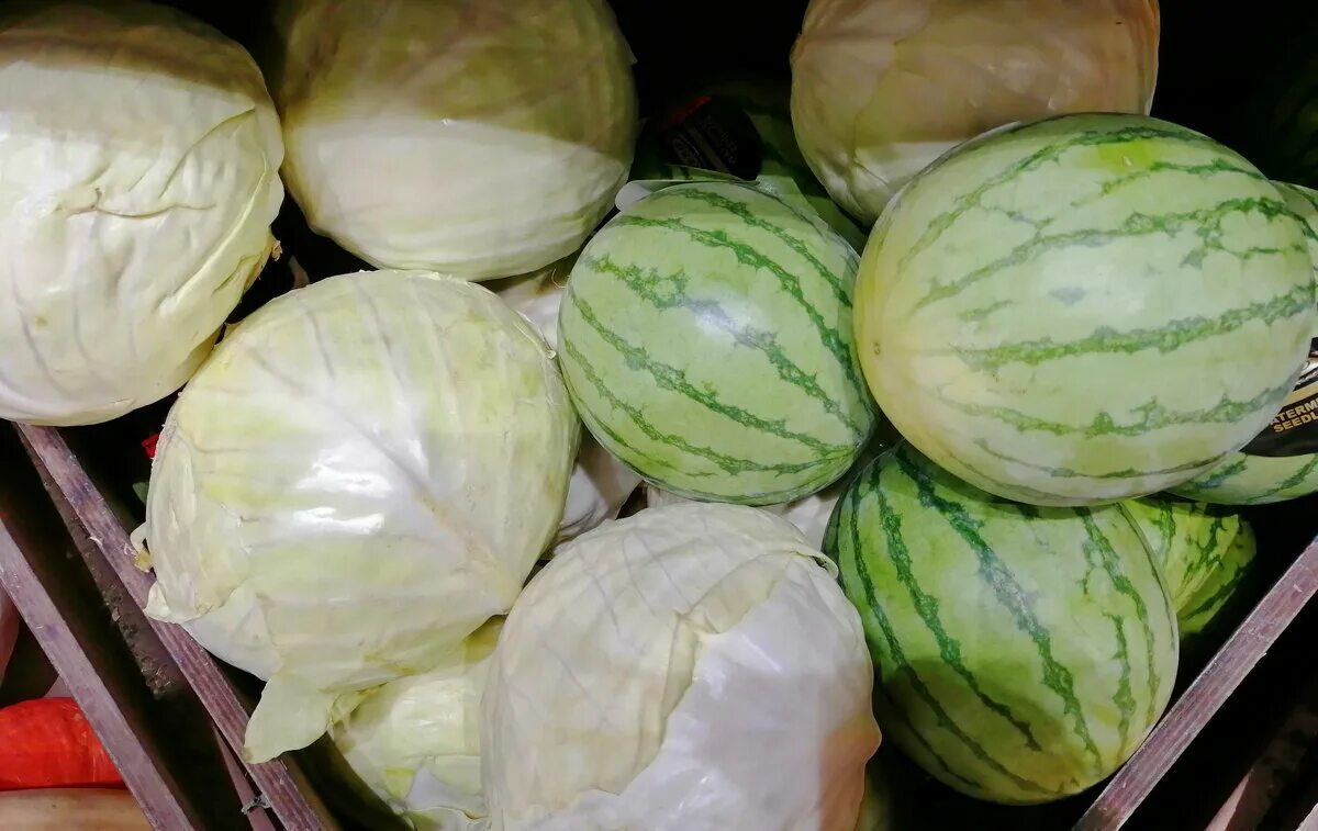 Сорт арбуза холодок. Арбузный лист. Тыква и капуста. Арбуз это овощ. Капуста арбуз.