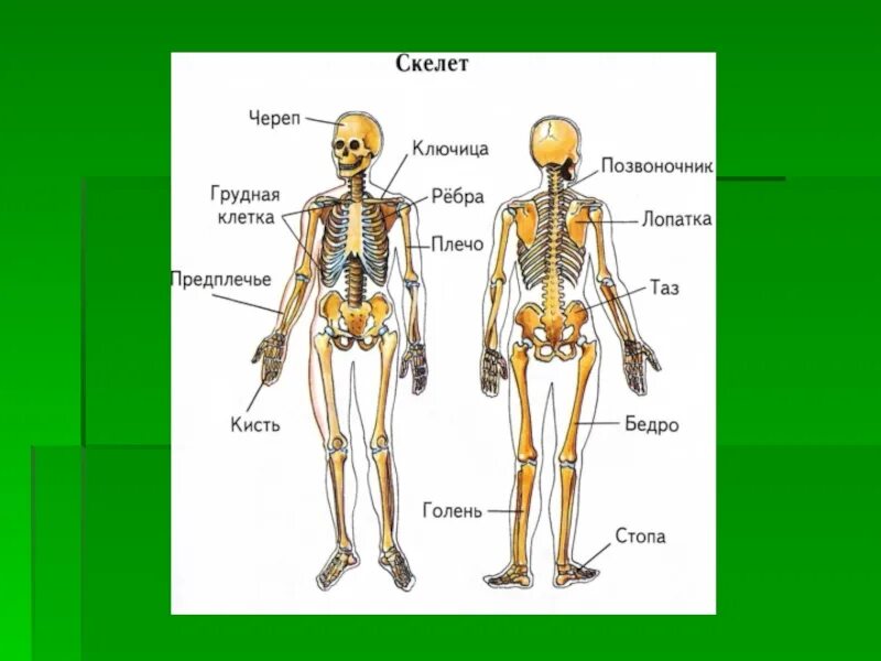 Скелет и органы человека 4 класс. Скелет человека строение 4 класс. Строение скелета человека 4 класс окружающий мир. Части скелета 4 класс. Запястье голень и позвоночник