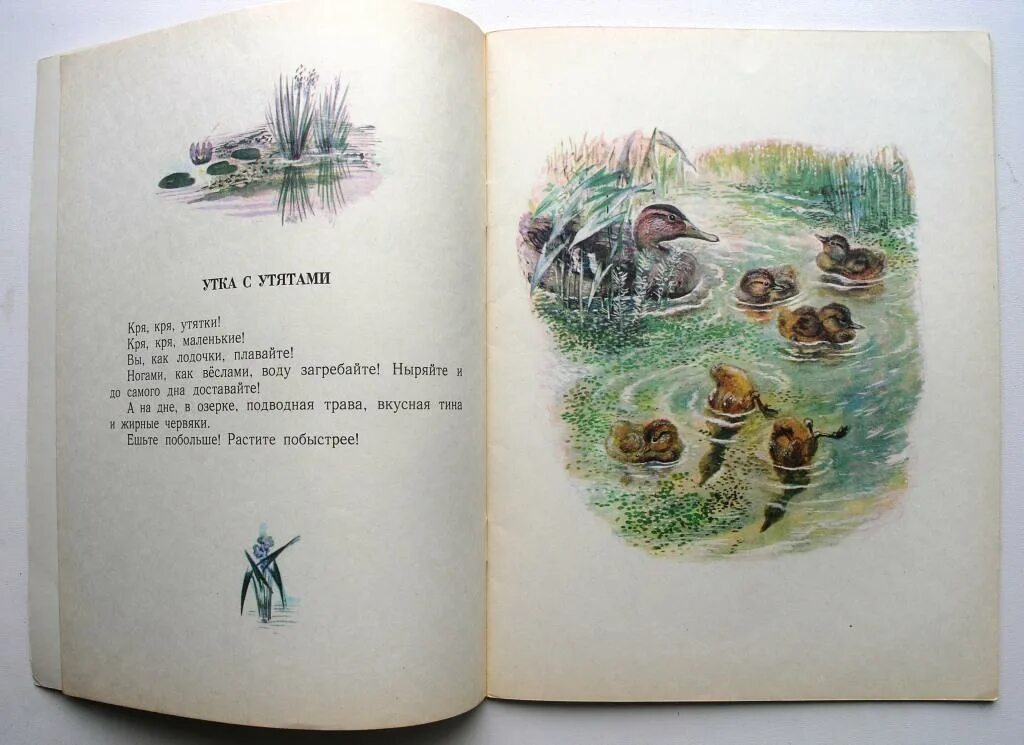 Евгений иванович чарушин томка. Евгений иванович чарушин медведь. Рассказы про томку чарушин рассказы. Рассказ е чарушина про томку. Чарушин большие и маленькие текст распечатать.