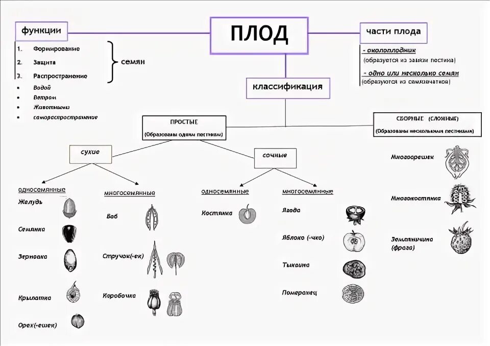 Типы плодов схема. Схема классификации плодов 6 класс биология. Классификация плодов схема 6 класс. Классификация плода схема. Основные группы плодов