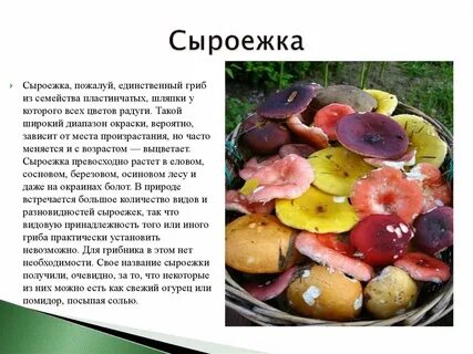 Какие отношения складываются между сыроежкой и