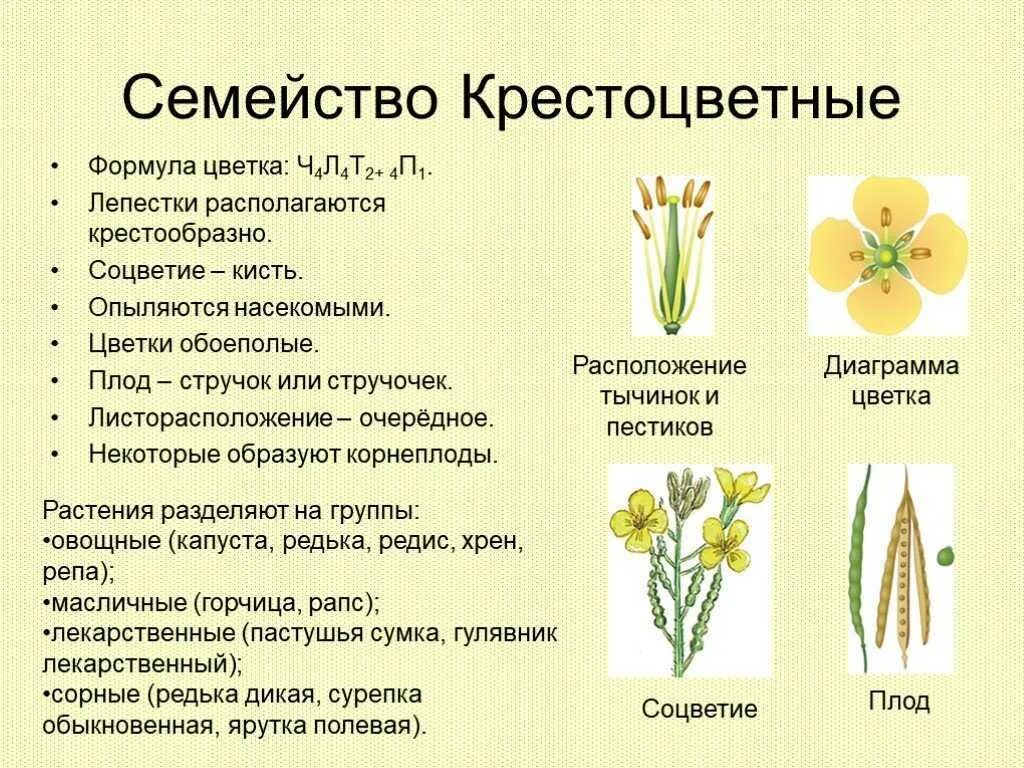 В стебле нет камбия однодольные или двудольные