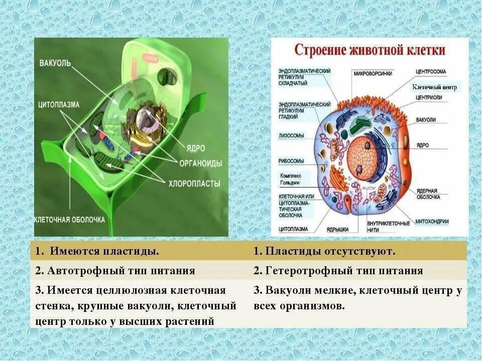 Установите соответствие растительная клетка животная клетка