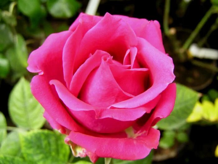 роза грандифлора красная. грандифлора саженцы розы. грандифлора саженцы розы. грандифлора саженцы розы. грандифлора саженцы розы.