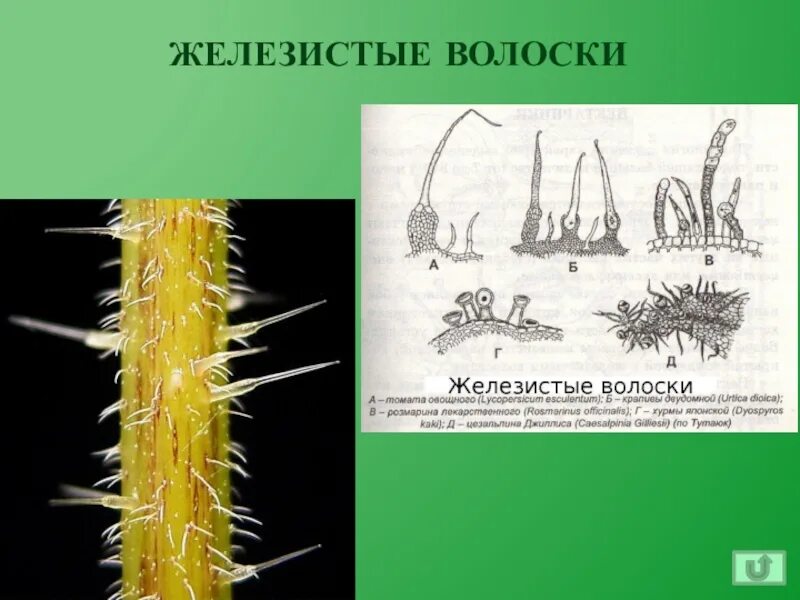 Строение жгучего волоска крапивы. Трихомы крапивы под микроскопом. Трихомы кроющие и железистые. Железистые волоски. Железистые трихомы (волоски).