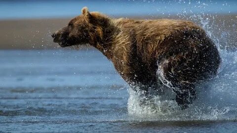 Running bear