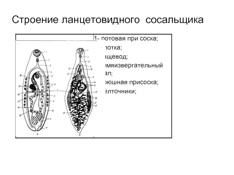Значение сосальщика. Печеночный сосальщик строение. структуры выделительной системы печеночного сосальщика. ланцетовидный сосальщик строение. яйца ланцетовидного сосальщика.