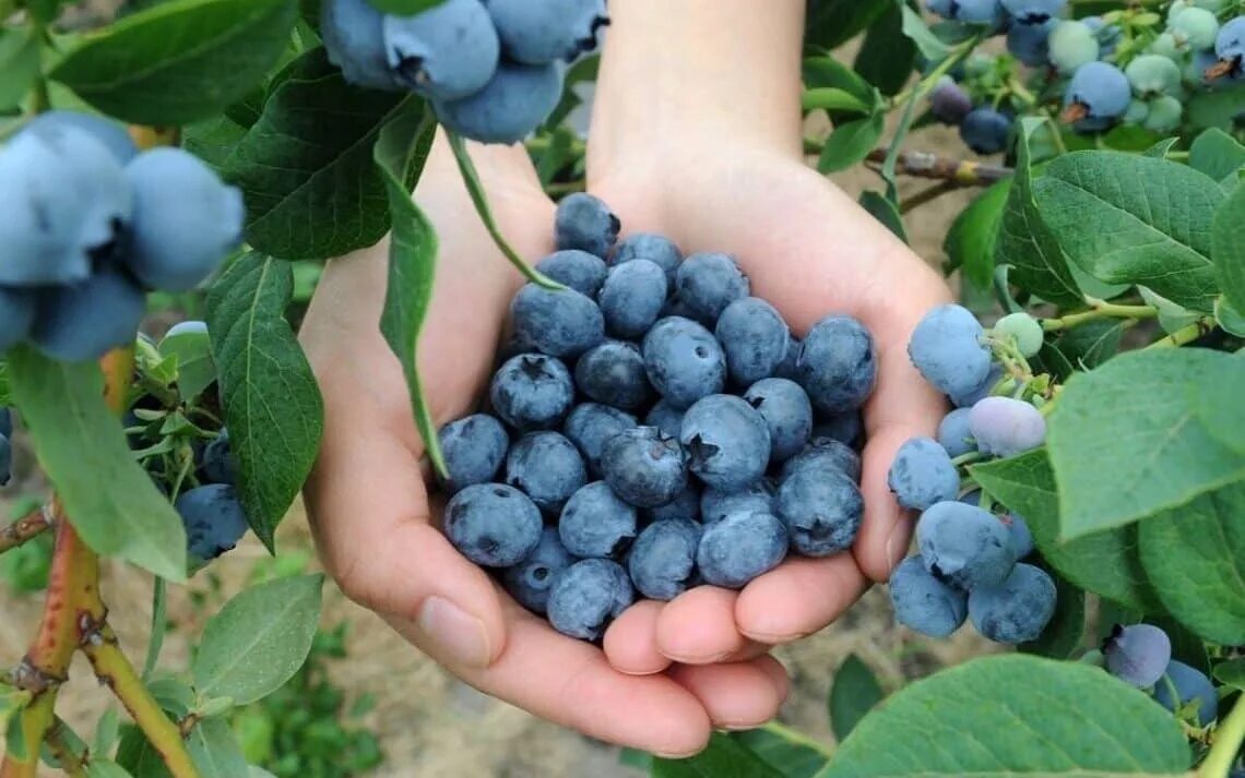 Голубика Садовая посадка. Грузинская голубика. Голубика Blueberry Farm. Голубика кустовая.