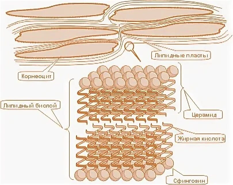 Липидные пласты церамиды. Липидные пласты рогового слоя. Липидный барьер кожи. Корнеоциты. Лучшие липидные маски