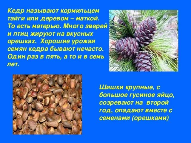 Почему назвали сибирском. Кедр описание. Доклад про кедр. Кедровая сосна презентация. Сообщение о кедровой сосне.