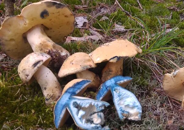 Гиропорус синеющий как готовить. Гиропорус синеющий (gyroporus cyanescens). гиропор синеющий, синяк. гриб синяк гиропорус. гиропор каштановый.
