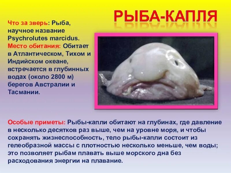 Проект необычные животные. Проект необычные животные. Проект необычные животные. Необычные животные планеты. Необычные животные доклад.