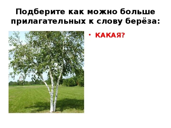 Я помню белую березу. Стихотворение васильева береза. васильева белая береза 2 класс. стихотворение белая береза я помню ранило березу. васильев береза стихотворение.