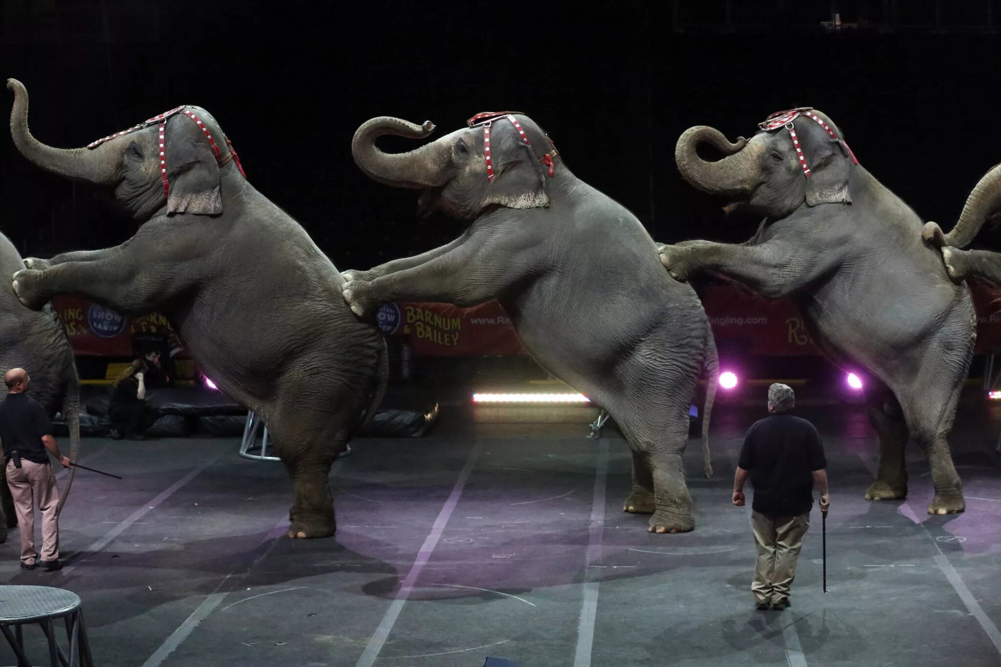 Танец слоники. Слон в цирке. Слоны в цирке. Цирковые животные. Дрессированные слоны в цирке.