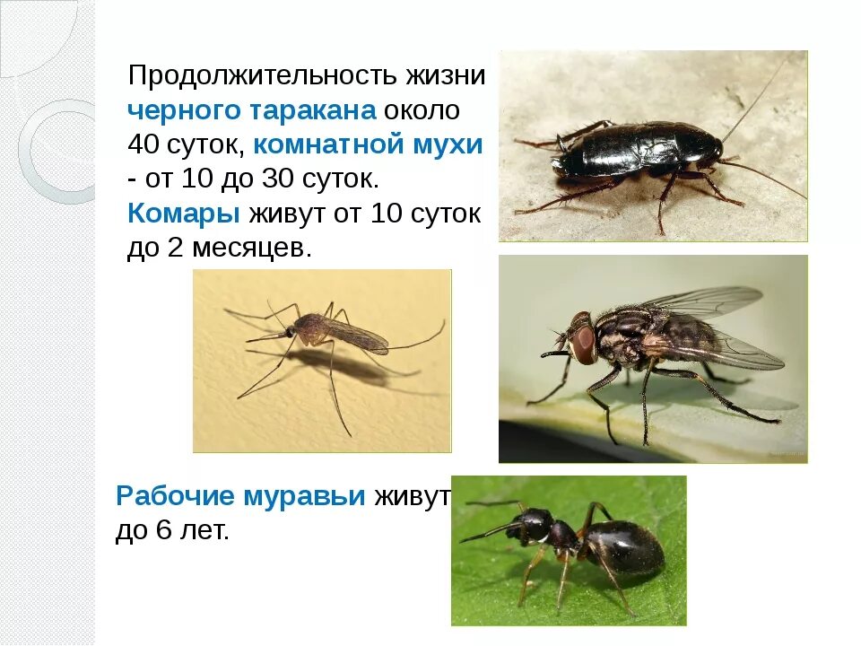 При какой температуре мухи. Продолжительность жизни комара. Продолжительность жизни комара обыкновенного. Продолжительность жизни комнатной мухи. Длительность жизни насекомых.