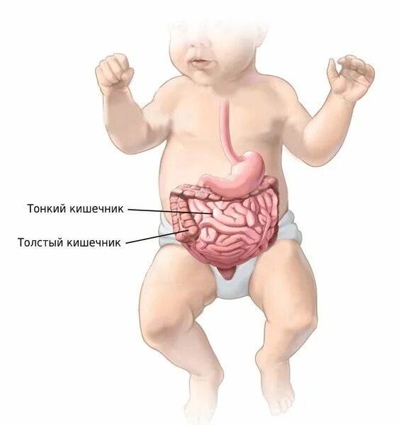 От чего бывают колики. Кишечные колики у детей. Кишечник новорожденного. Кишечные колики у новорожденного.