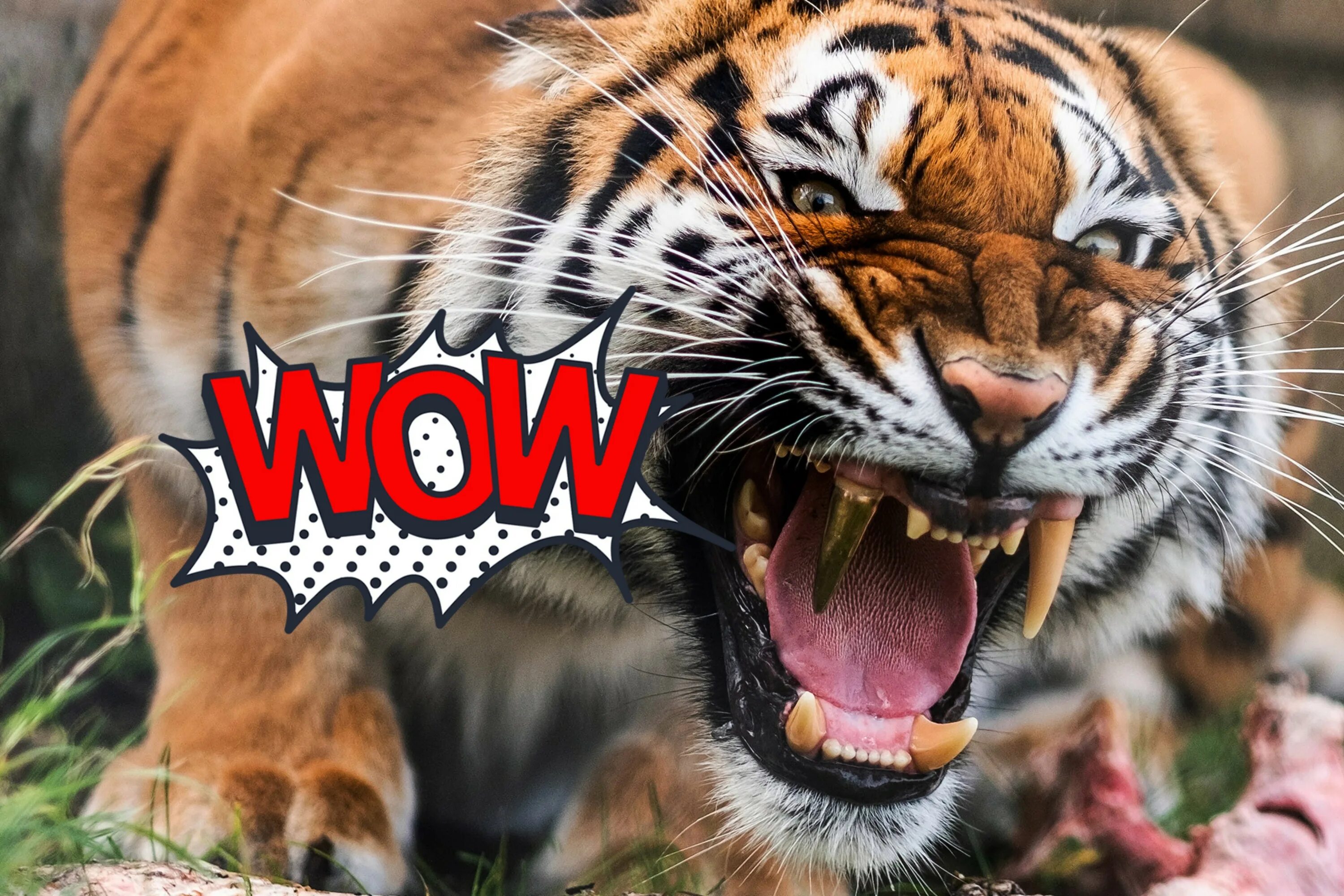 Орел с добычей. Гепард и леопард. Хищничество тигр. Гепард охотится. Хищная жизнь.