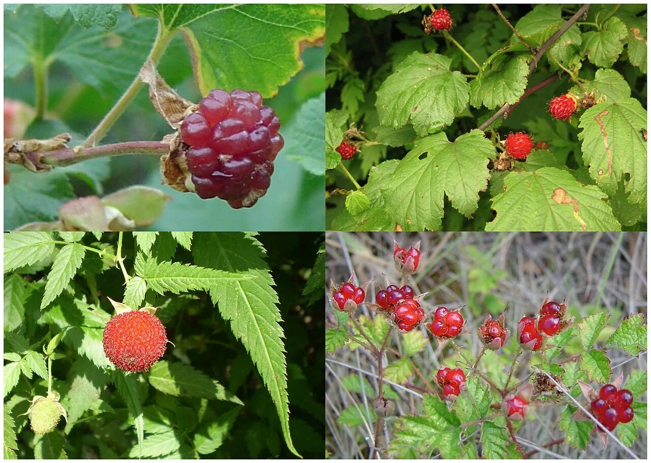 Какие выбрать для средней полосы. Малина Rubus spectabilis. Малина, шиповник, жимолость, боярышник. Малина и шиповник. Дикорастущие ягодные кустарники.