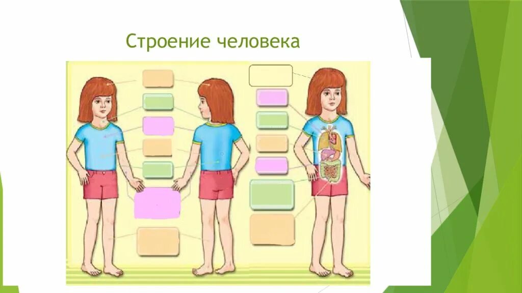 Части тела человека 4 класс ВПР окружающий. Строение тела человека. Строение ЧТЕЛО человек. Строение человека части тела.