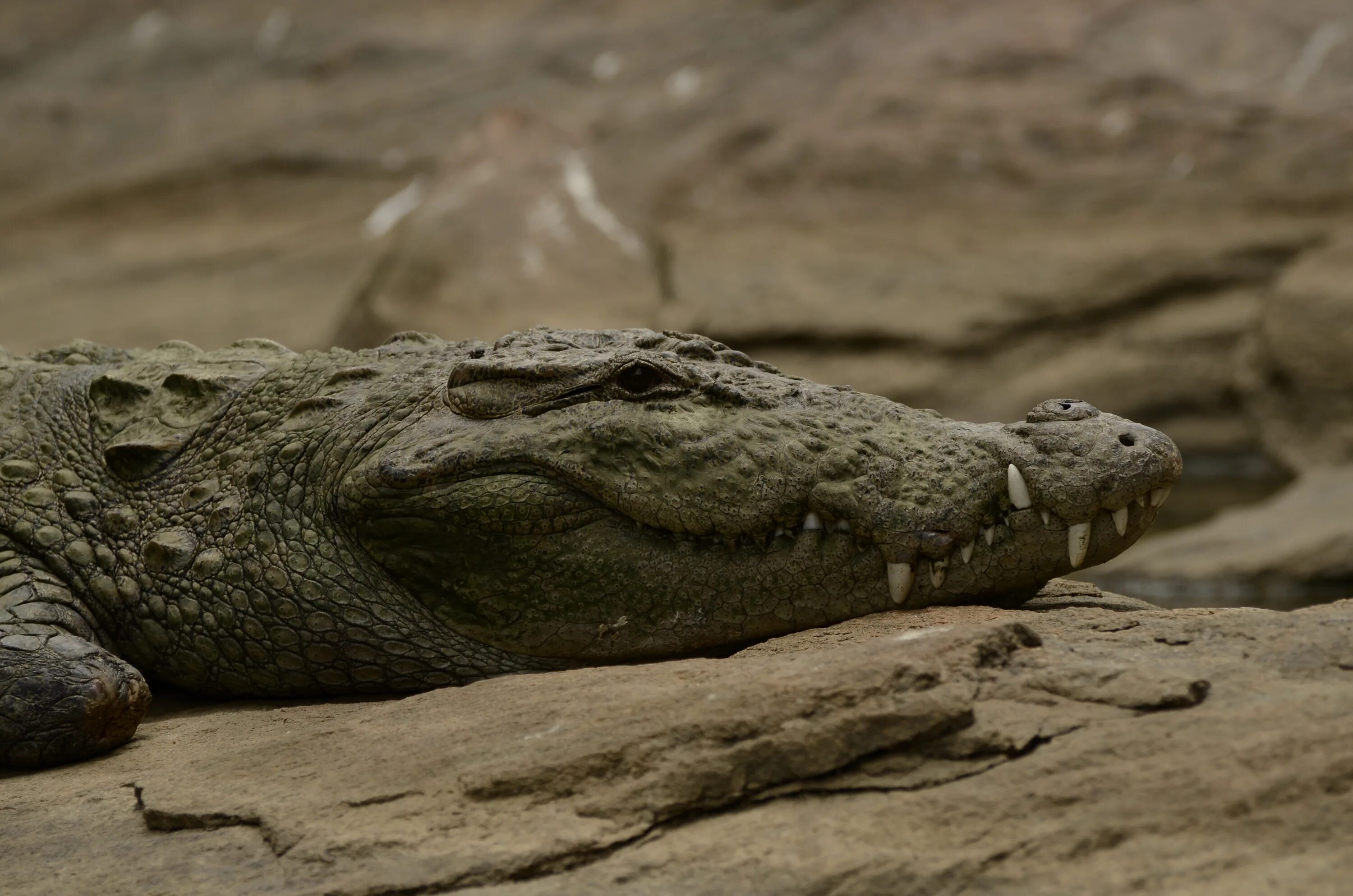 Болотный крокодил. Магер крокодил. болотный крокодил (crocodylus palustris). индийский крокодил магер. индийский (или болотный) крокодил или магер..