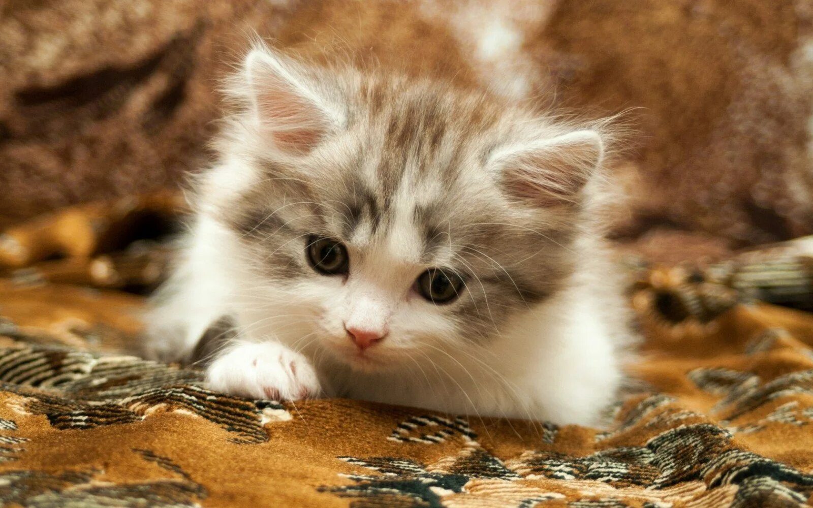 Картинки кота котят. Красивые котята. Милые кошки. Милый котенок. Красивые пушистые котята.
