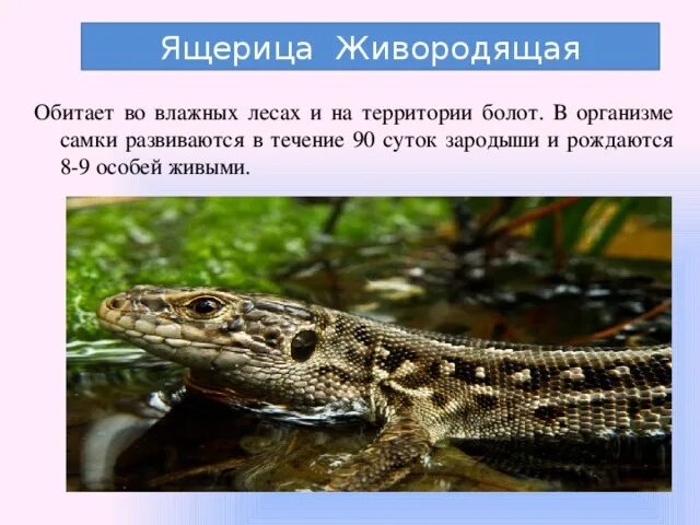 Видом называется группа особей обитающих