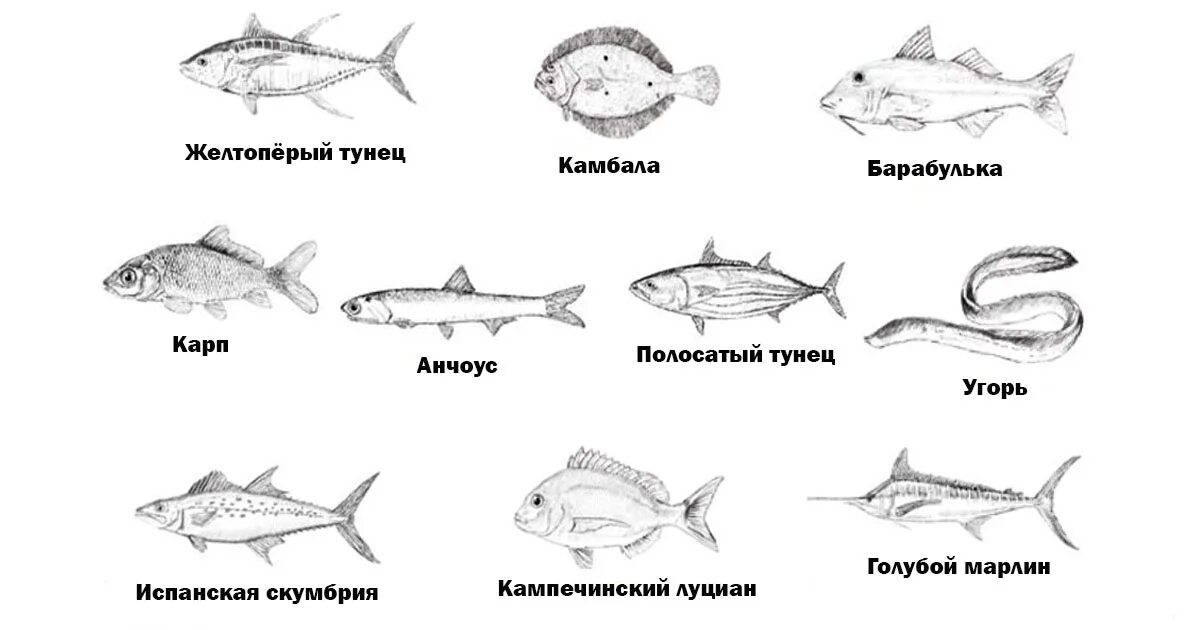 Тунец и камбала. Сколько варить рыбу. Виды варки рыбы. Сравнить тунца и камбалу.