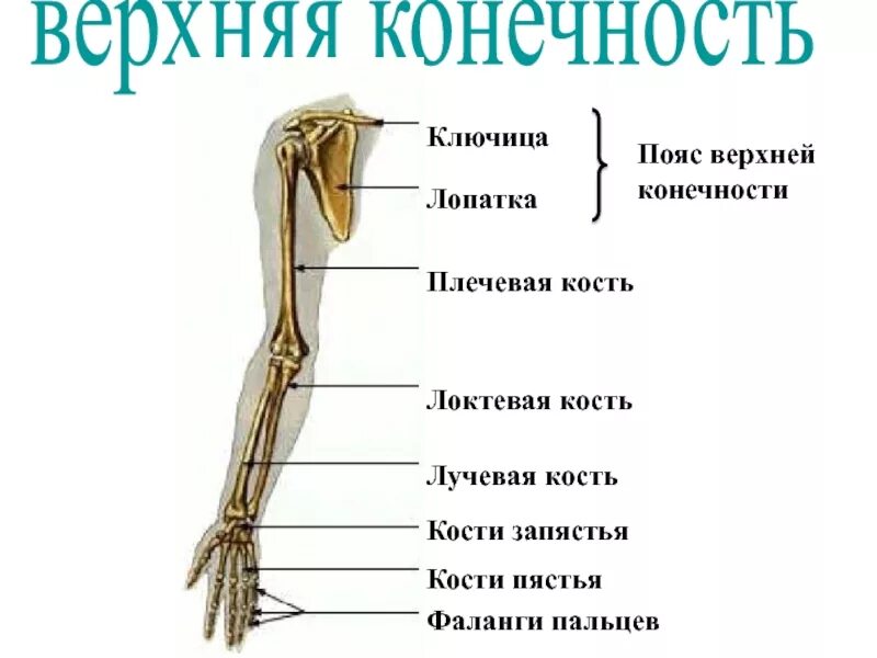 Предплечье окружающий мир 4 класс. Строение скелета свободной верхней конечности. Плечевой пояс и скелет верхних конечностей. Пояс верхних конечностей и скелет верхней конечности человека. Скелет верхней конечности вид спереди.