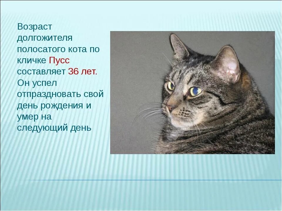 Сколько живут коты. Продолжительность жизни домашних кошек. Средняя Продолжительность жизни кошек. Средняя жизнь кошек домашних. Кличка полосатому