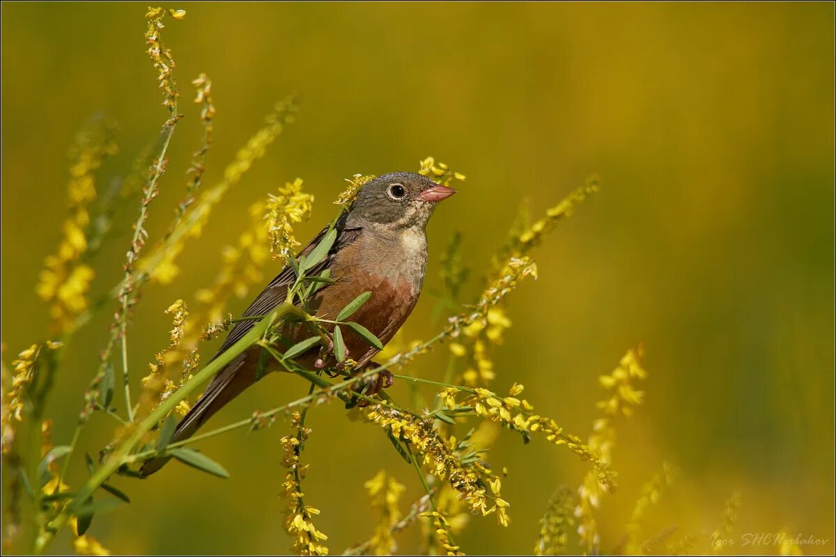 чиж еловый. овсянка птица фото. птицы едят овсянку. Emberiza citrinella. птицы едят овсянку.