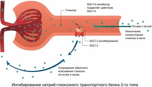 Натрий глюкозный котранспортер 1 типа. Ингибиторы натрий-глюкозного котранспортера 2-го типа. Натрий глюкозный котранспортер 2 типа. Ингибитор натрий глюкозного транспортера 2. Ингибиторы глюкозного котранспортера