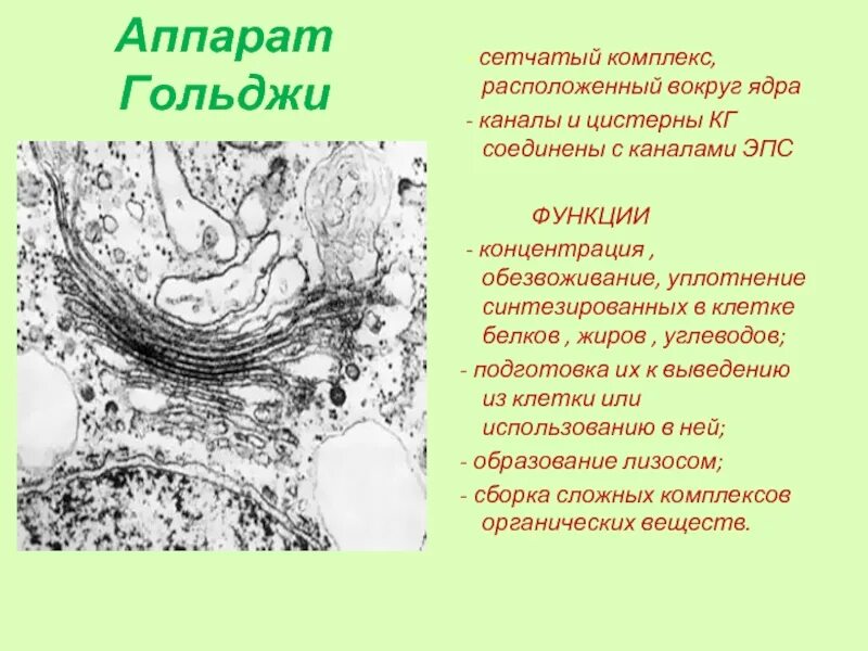 Выполняет секреторную функцию аппарат гольджи. Аппарат Гольджи строение и функции. Комплекс аппарат Гольджи функции. Комплекс аппарат Гольджи строение и функции.