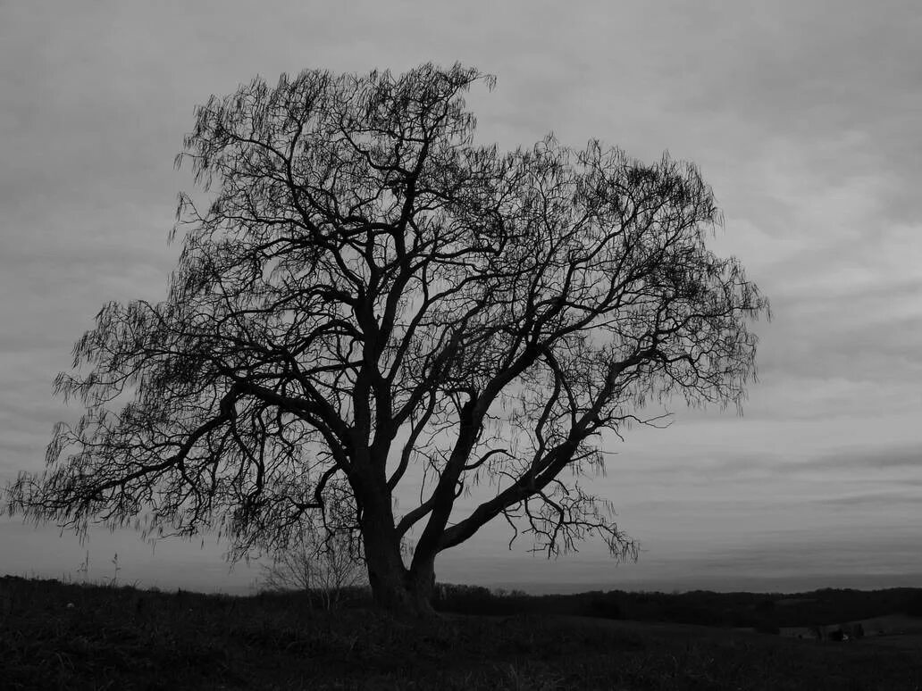 Scary tree