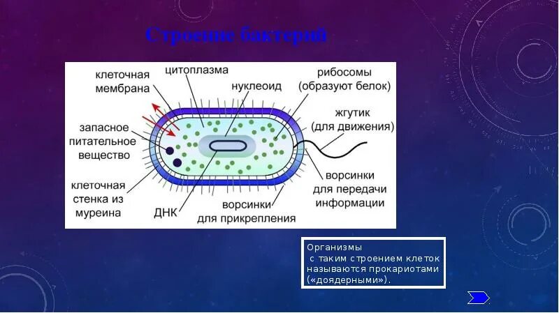 Клетки прокариот не имеют ядра