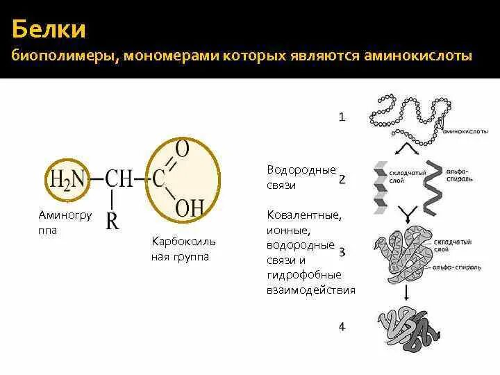 Белки биополимеры мономерами которых являются. Белки биологические полимеры мономерами которых являются. Биологический полимер мономерами которого являются аминокислоты. Белки как биополимеры. Биополимеры являются белки