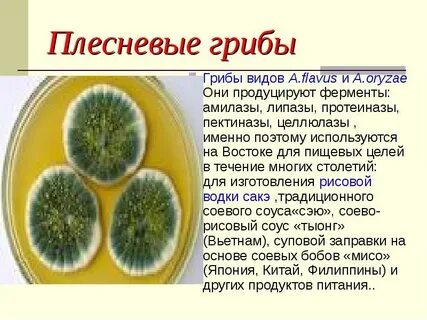 Плесневые грибы названия 7 класс