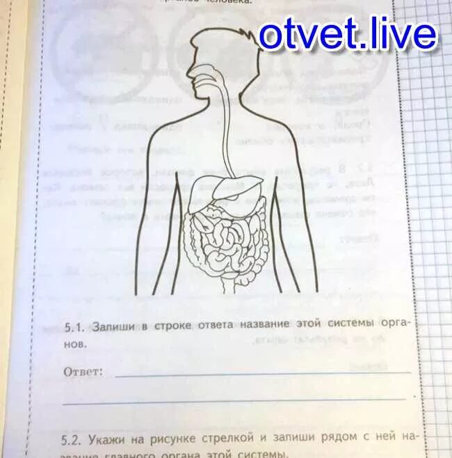 Рассмотри рисунок на котором изображен. Одна из систем органов человека ВПР 4 класс ответы. Изображена одна из систем органов человека. Рассмотрим рисунок, на котором изображены основные органы. Рисунок на котором изображена 1 из систем органов человека.