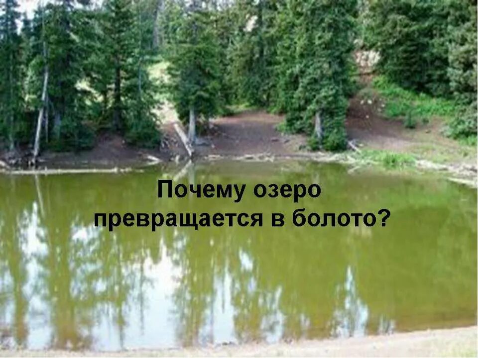 Производители в болоте. Охрана байкала. Почему оз. Озеро титикака презентация. Почему оз.